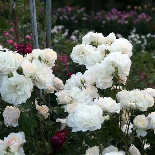 White Climbing Rose Bush Live Rose Plant A5147