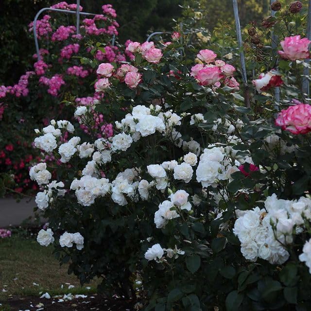 White Climbing Rose Bush Live Rose Plant A5147