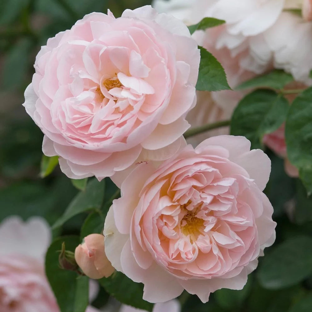 One Gallon Rose X576
