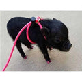 Adjustable Mini Pig Harness and Leash E120125