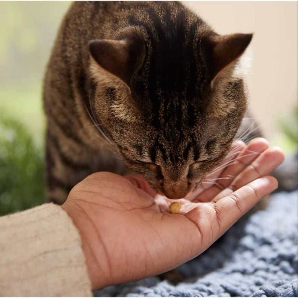 Protein Puffs Cat Treats O56593