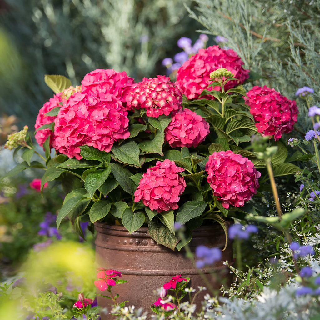 Live Hydrangea Shrub 1 Gallon P82852
