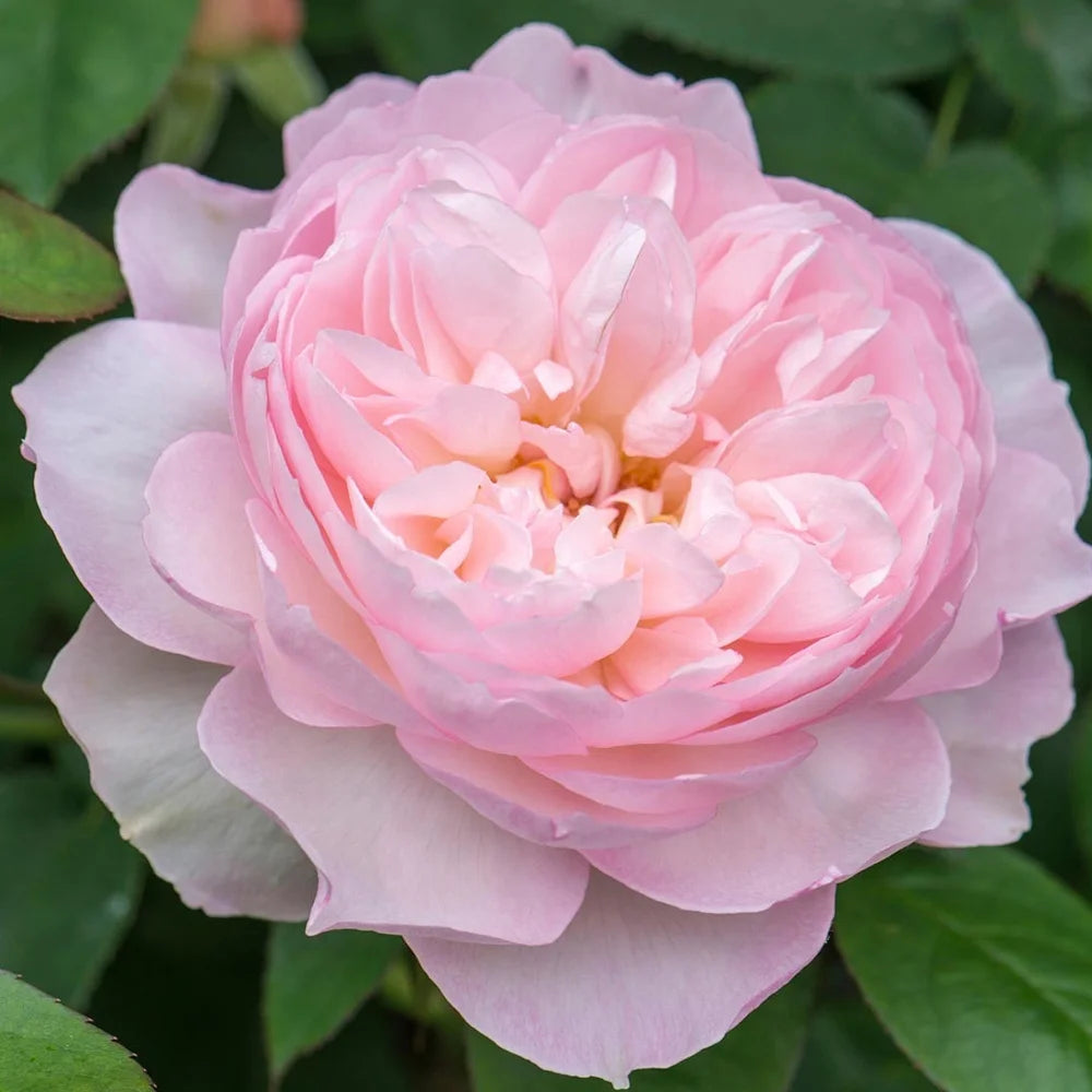One Gallon Rose X576