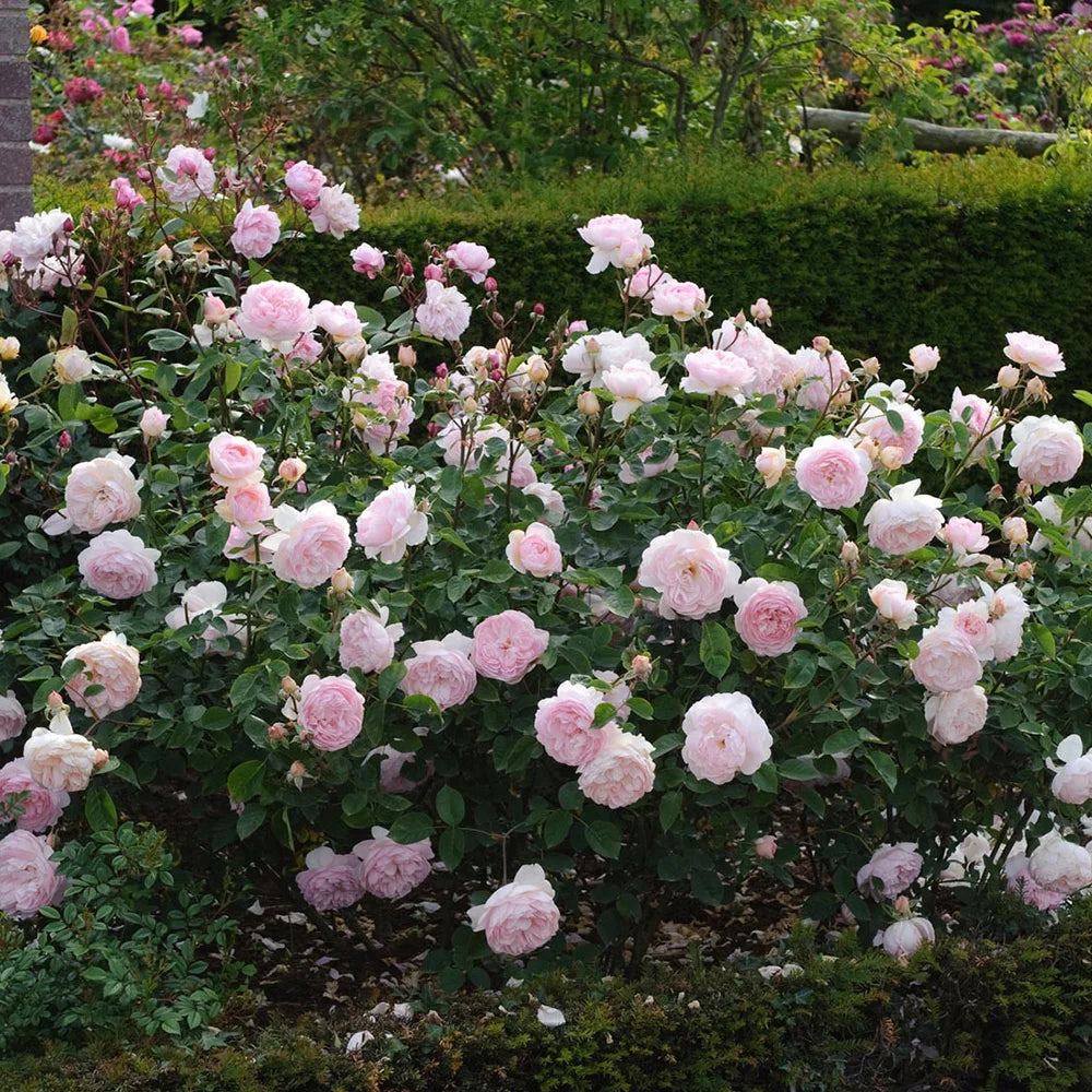 One Gallon Rose X576