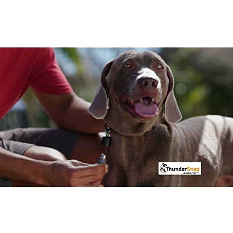 Quick-Connect Dog Leash J854