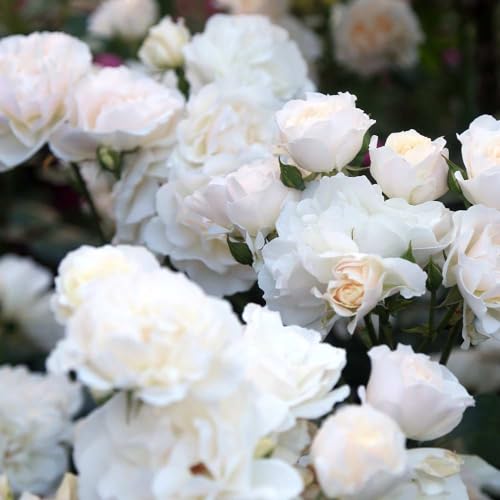 White Climbing Rose Bush Live Rose Plant A5147