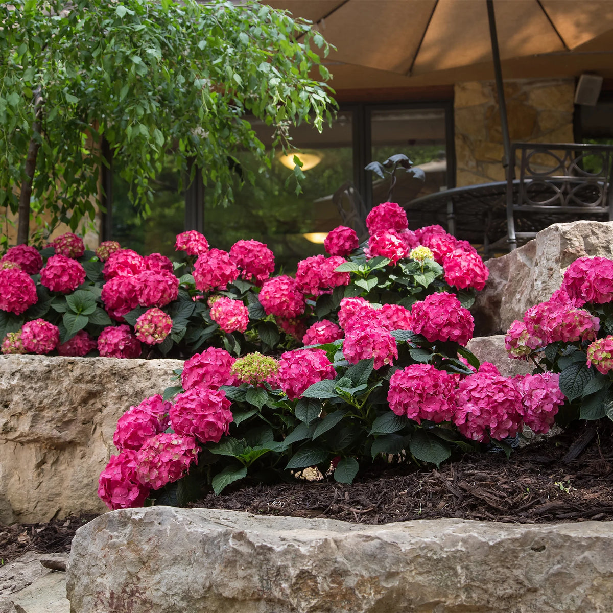 Live Hydrangea Shrub 1 Gallon P82852