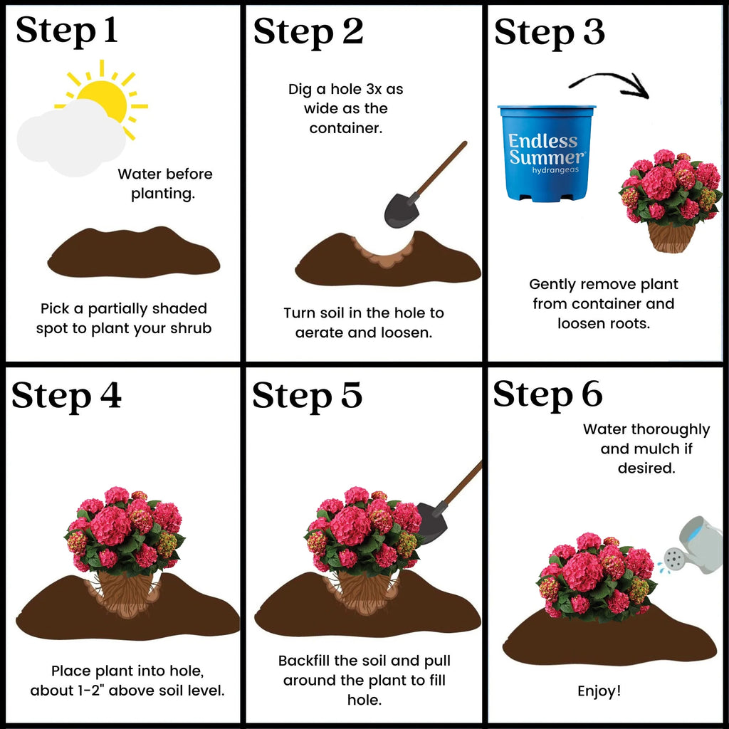Live Hydrangea Shrub 1 Gallon P82852