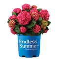 Live Hydrangea Shrub 1 Gallon P82852