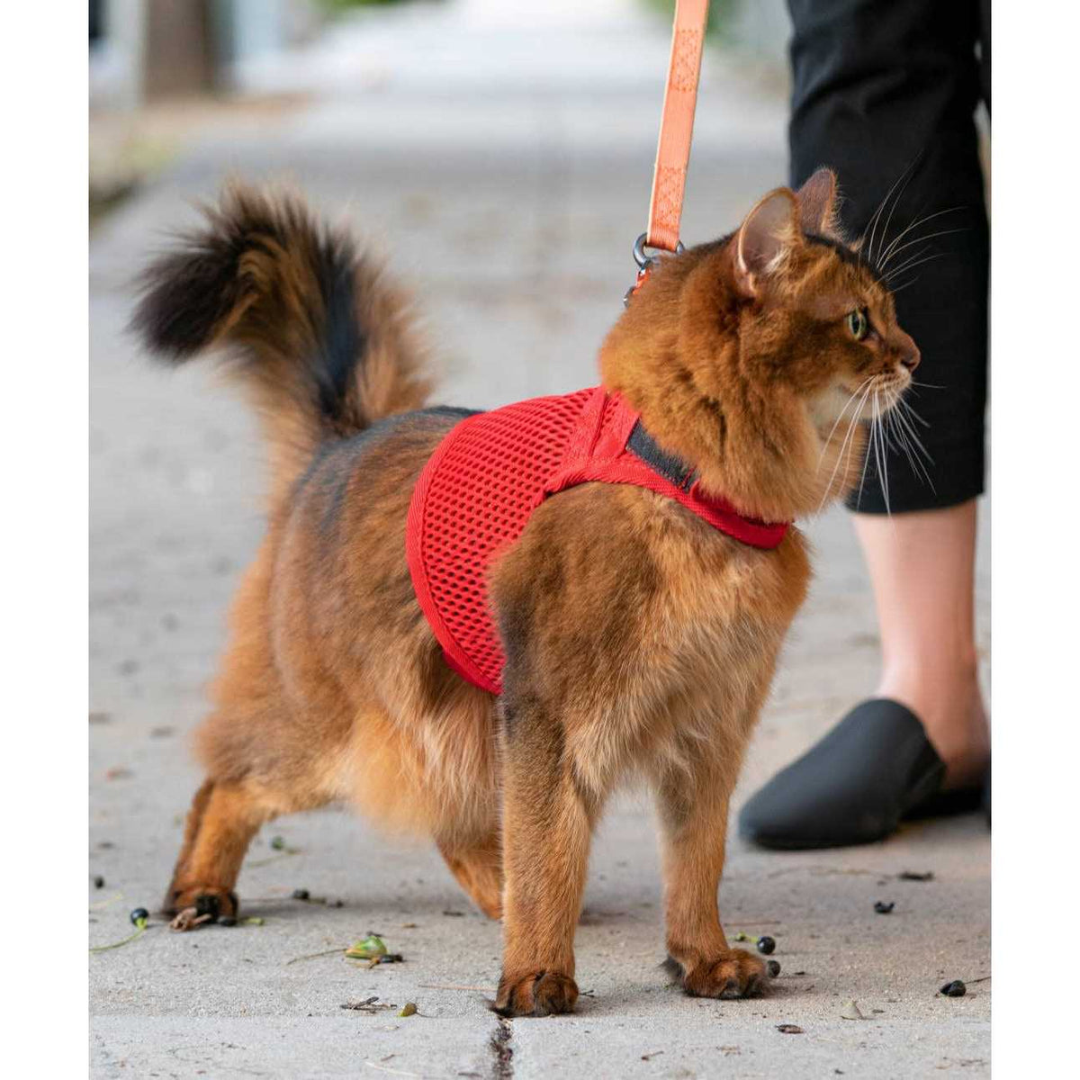Cat Harness A45975