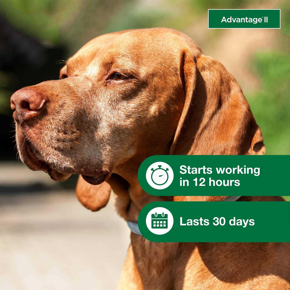 Advantage II for Dogs U11676