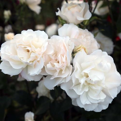 White Climbing Rose Bush Live Rose Plant A5147