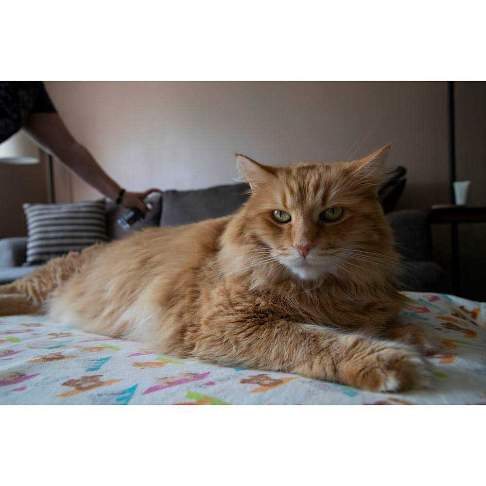 Furniture Spray Deterrent for Pets Z398871