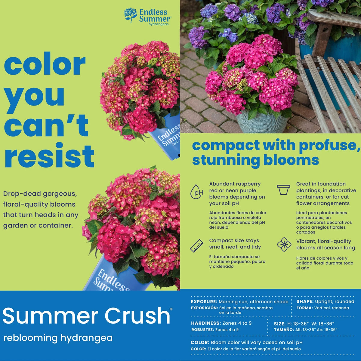 Live Hydrangea Shrub 1 Gallon P82852