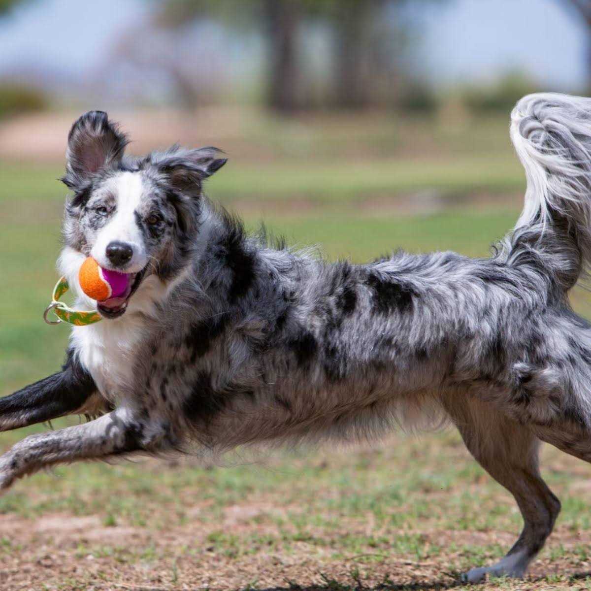 Pet Supplies B242768