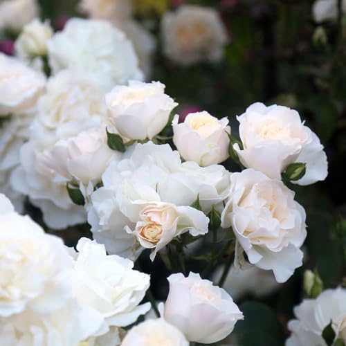 White Climbing Rose Bush Live Rose Plant A5147