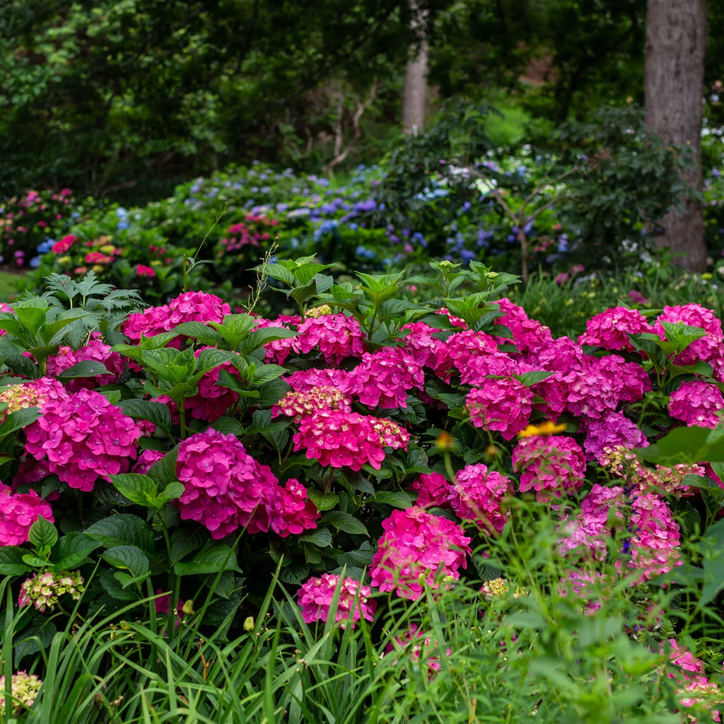 Live Hydrangea Shrub 1 Gallon P82852
