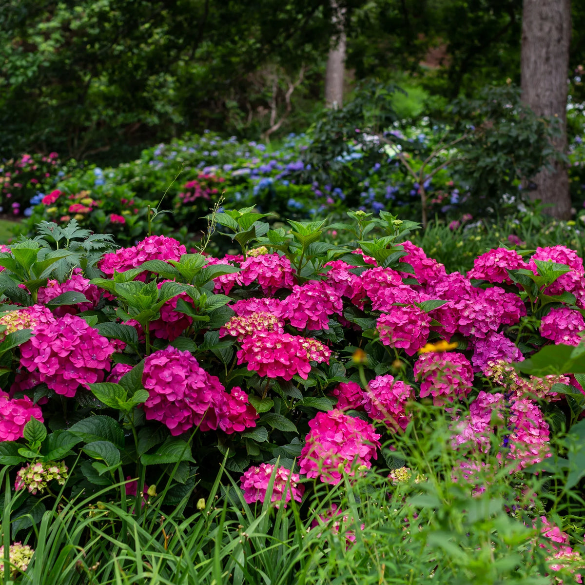 Live Hydrangea Shrub 1 Gallon P82852