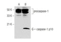 Caspase-1 Antibody B58395