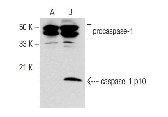 Caspase-1 Antibody B58395