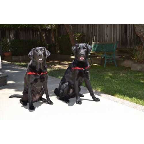 No Pull Dog Harness O75862