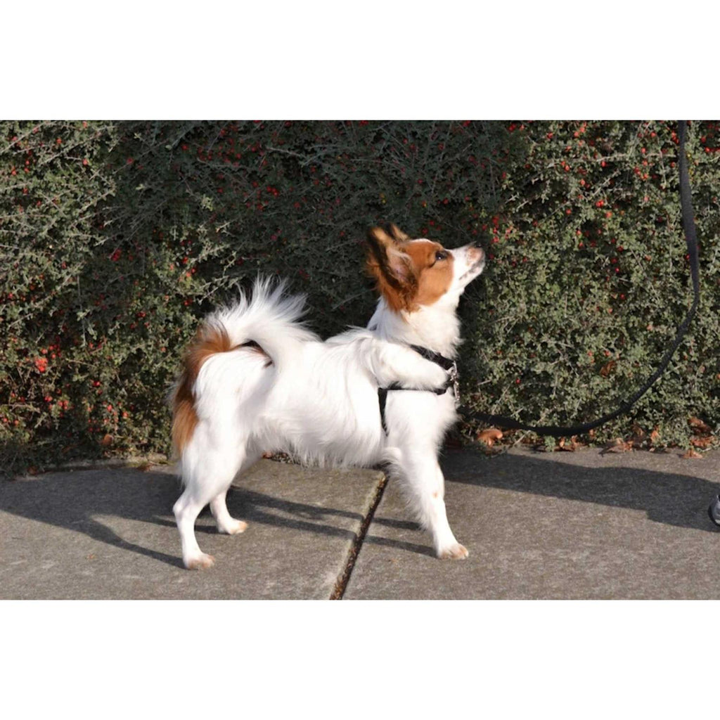 No Pull Dog Harness O75862
