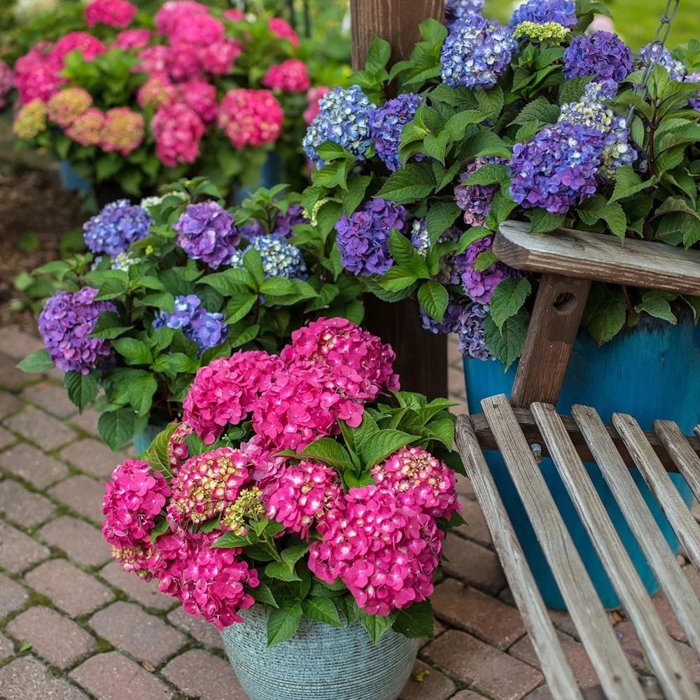 Live Hydrangea Shrub 1 Gallon P82852
