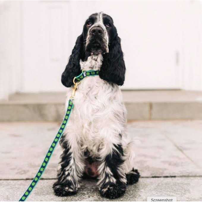 Shamrock Dog Collar G729