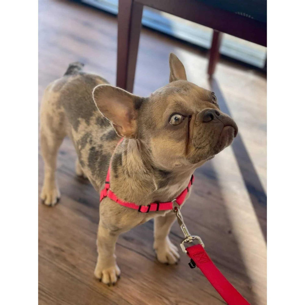 No Pull Dog Harness O75862