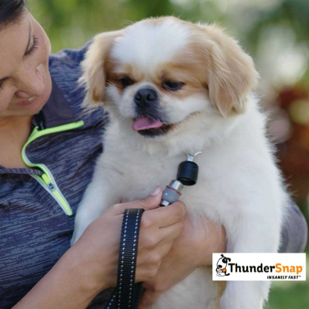 Quick-Connect Dog Leash J854