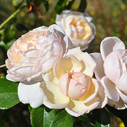 White Climbing Rose Bush Live Rose Plant A5147
