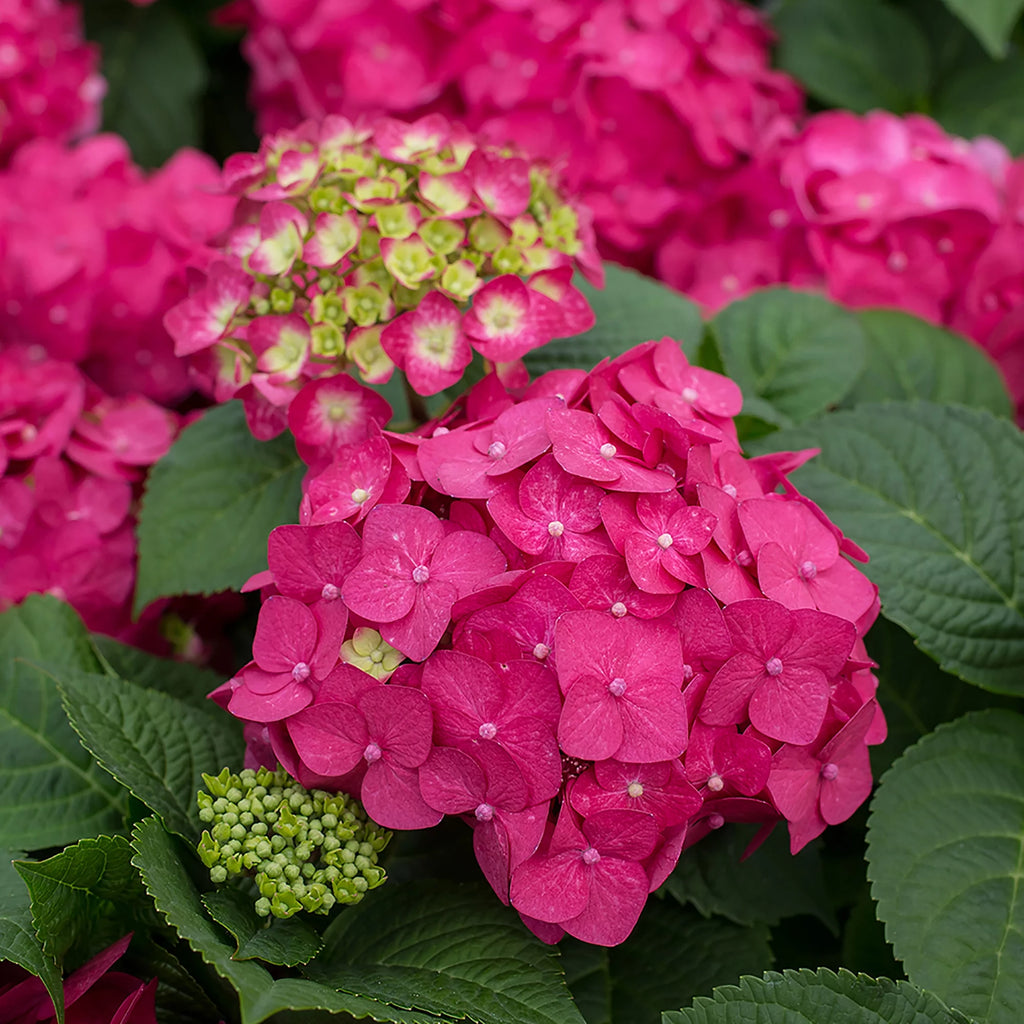 Live Hydrangea Shrub 1 Gallon P82852
